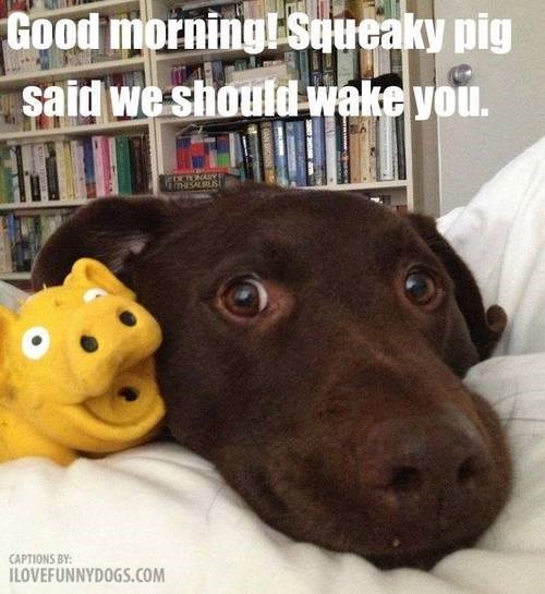 It Wasn't Me, it was the Squeaking Lifeless Toy I Has A Hotdog Dog