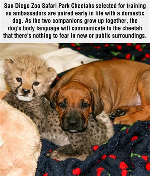 Animal Capshunz Page 38 Funny animal pictures with