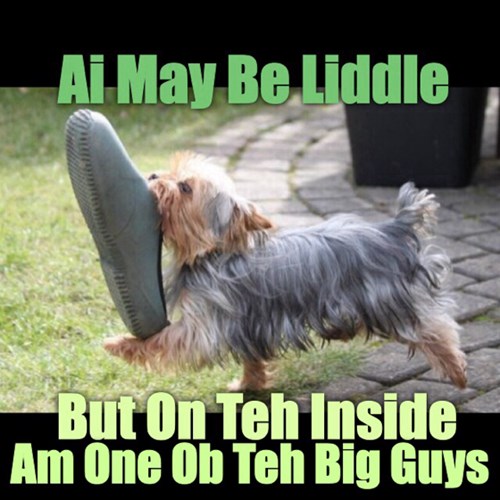 Big Shoe? What Big Shoe? I Has A Hotdog Dog Pictures Funny