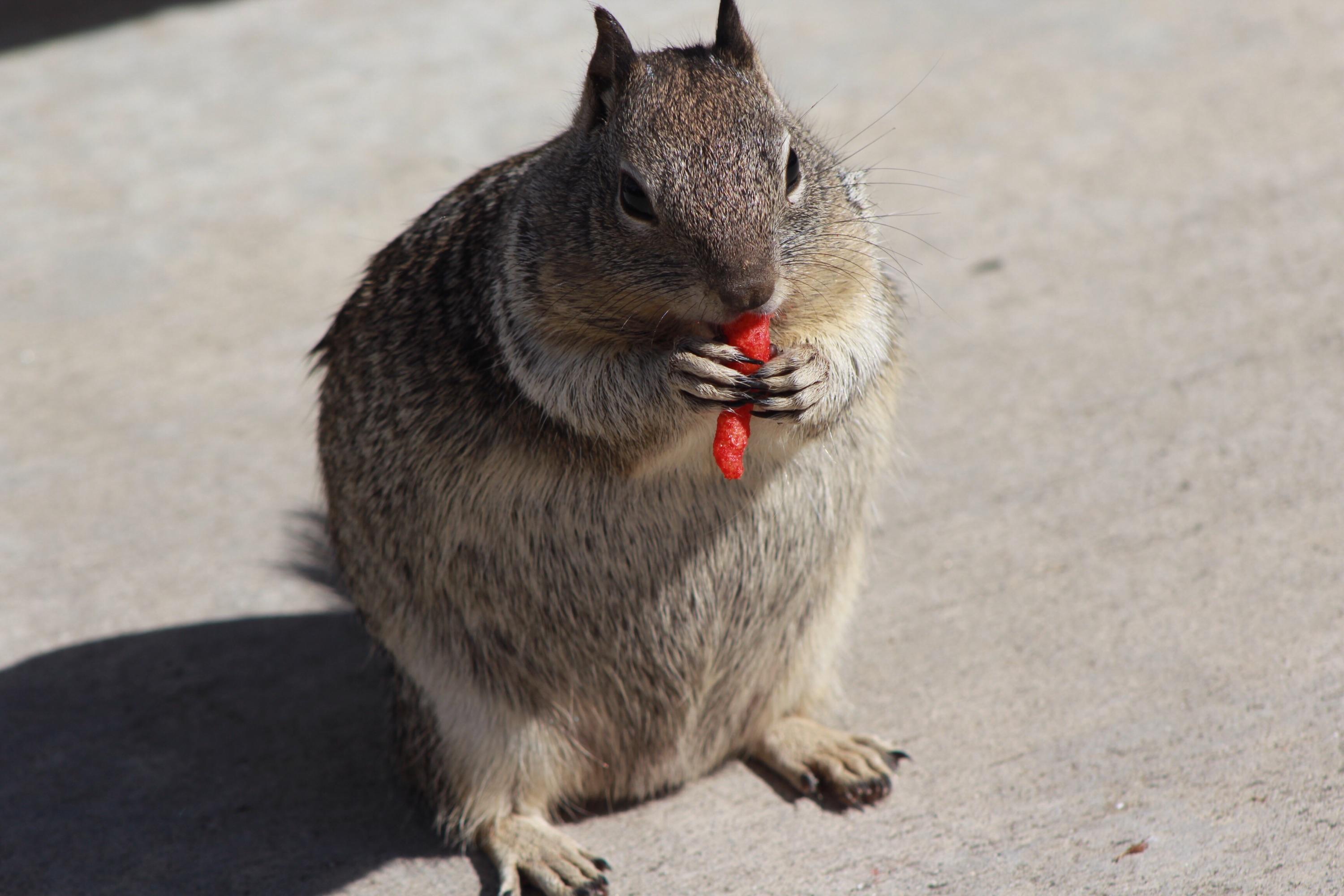 As if a Squirrel Eating a Hot Cheeto Wasn't Enough, the Had to Add I Can