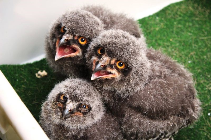 These Snowy Owlets Are Very Cute and, For Some Reason, Also Very