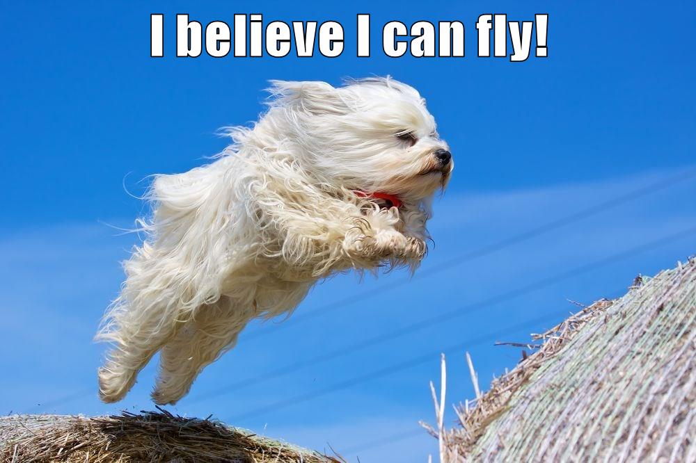 I believe I can fly! I Has A Hotdog Dog Pictures Funny pictures