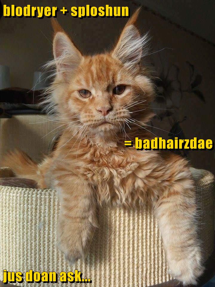 Lolcats bad hair day LOL at Funny Cat Memes Funny cat pictures