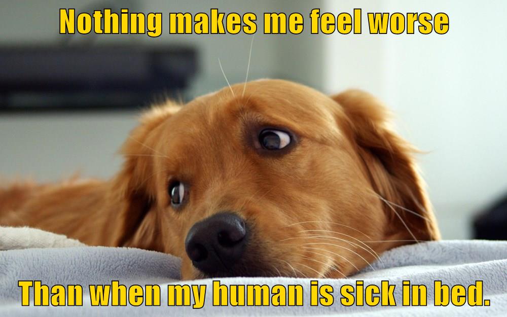 Get Well Soon I Has A Hotdog Dog Pictures Funny pictures of dogs