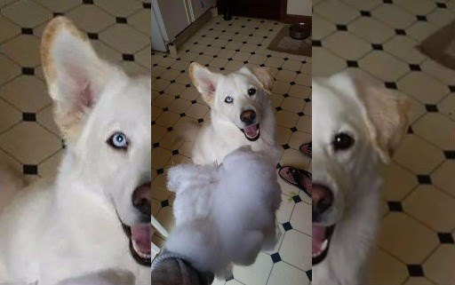 This Lab/Husky Mix Is Split Right Down the Middle I Has