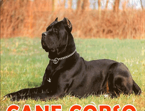 cane corso breeder Home Funny Memes Funny Pictures