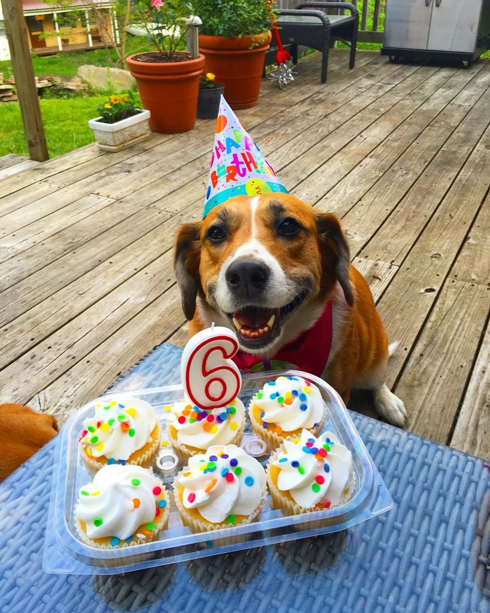 I Has A Hotdog birthday Funny Dog Pictures Dog Memes Puppy