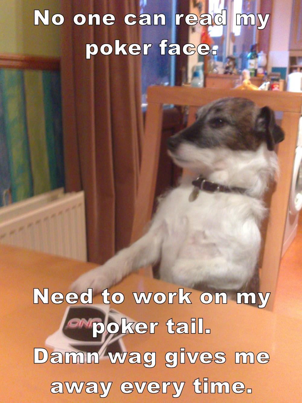 I Has A Hotdog poker face Funny Dog Pictures Dog Memes Puppy
