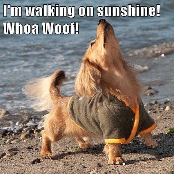 I'm walking on sunshine! Whoa Woof! I Has A Hotdog Dog Pictures