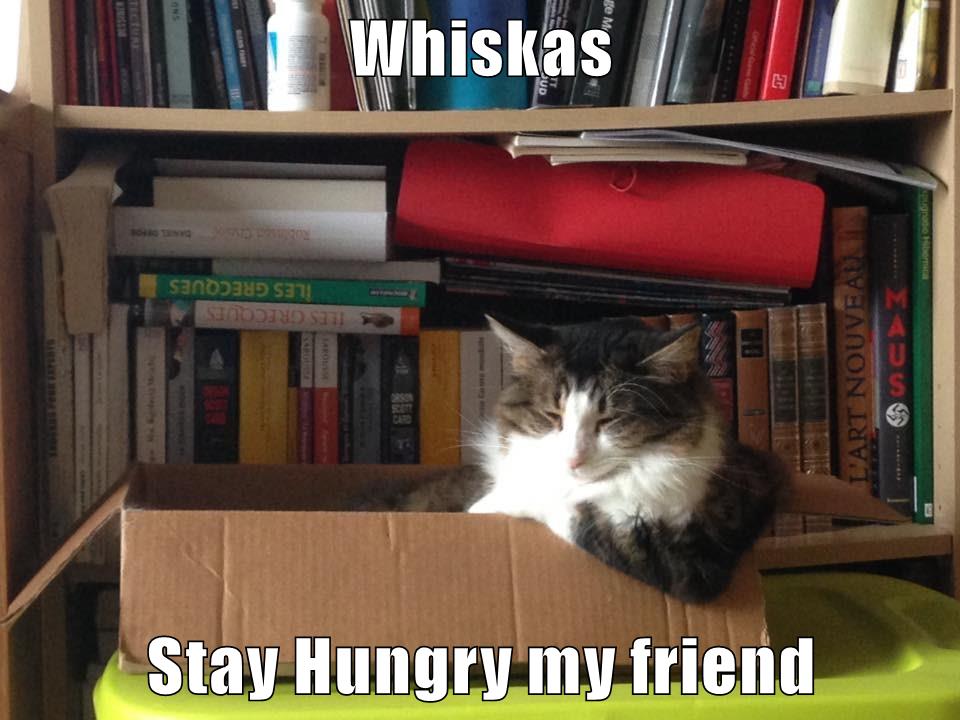 Whiskas Stay Hungry my friend Lolcats lol cat memes funny cats