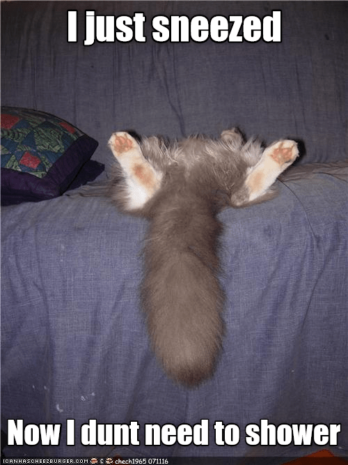 Lolcats shower LOL at Funny Cat Memes Funny cat pictures with