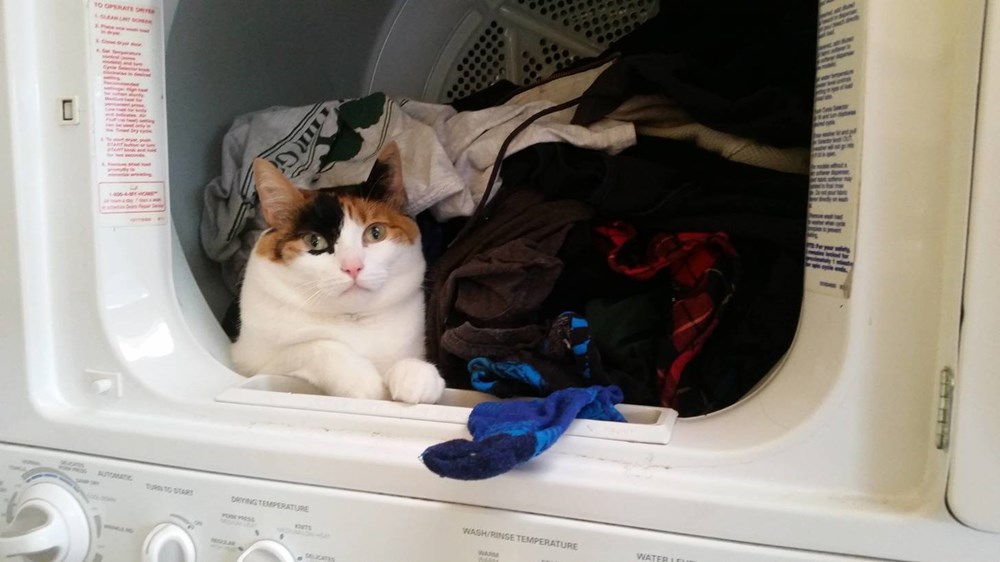 I Can Has Cheezburger? laundry Funny Cats Cat Memes and