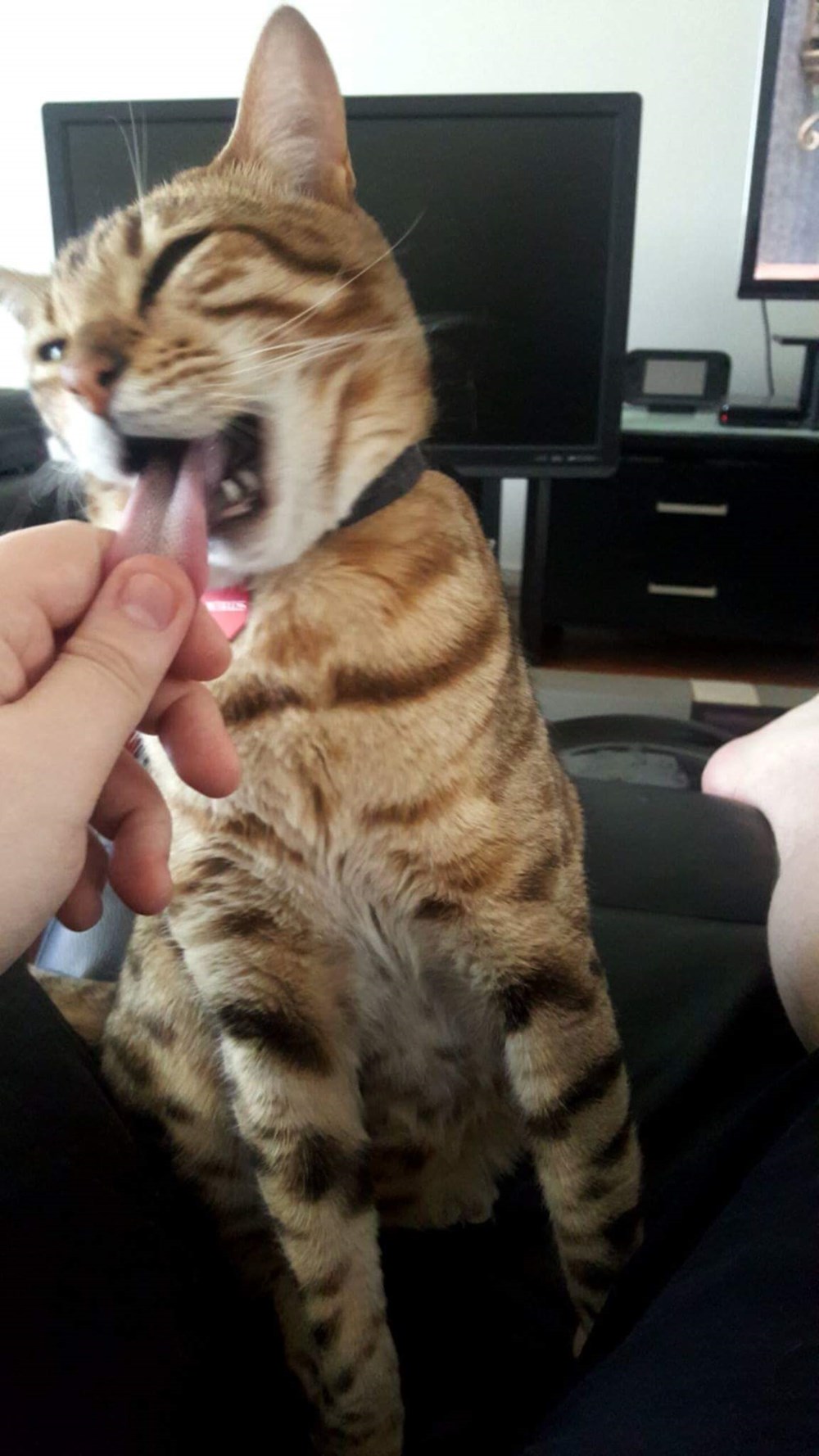 Cat Got Your Tongue! Wait... I Can Has Cheezburger?