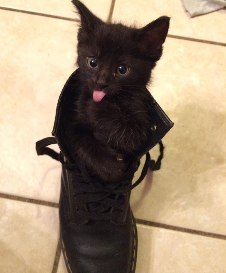 There's a Kitten in My Boot! I Can Has Cheezburger?