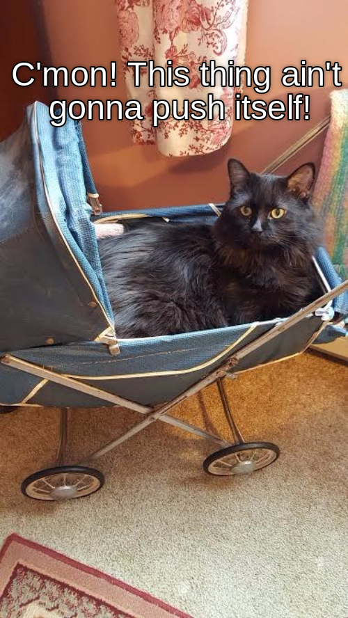 Iz a stroller Get strollin'! Lolcats lol cat memes funny cats
