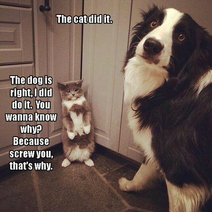 27 Animal Memes That Are Cute, Funny, and Totally Worth