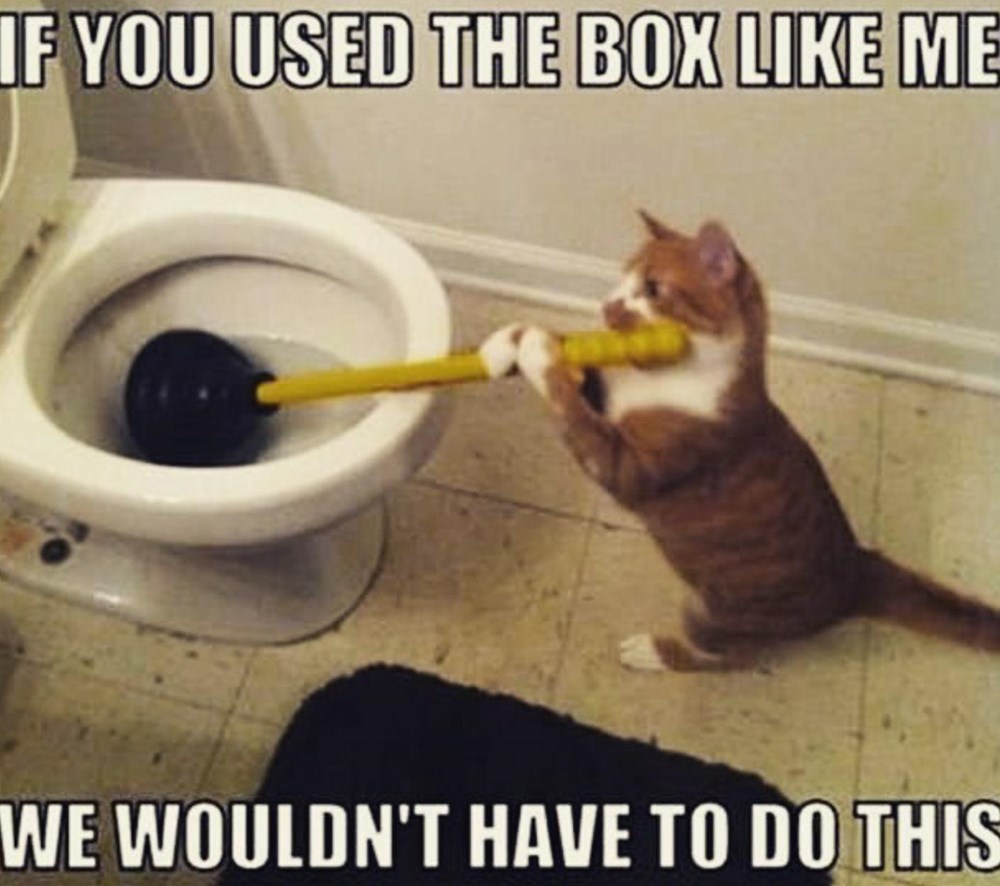 25 Memes About Cats and Dogs That Every Pet Owner Will Love I Can Has