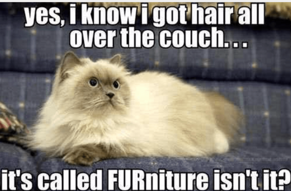 25 Memes About Cats and Dogs That Every Pet Owner Will Love I Can Has