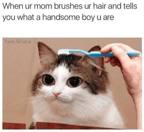 17 Wholesome Animal Memes to Turn Your Frown Upside Down I Can Has