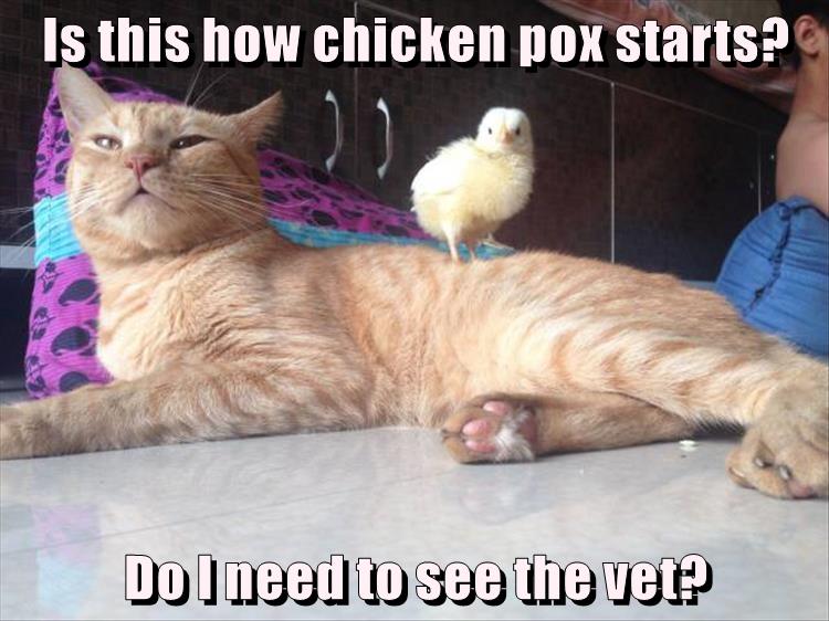 Is this how chicken pox starts? Do I need to see the vet? I Can Has