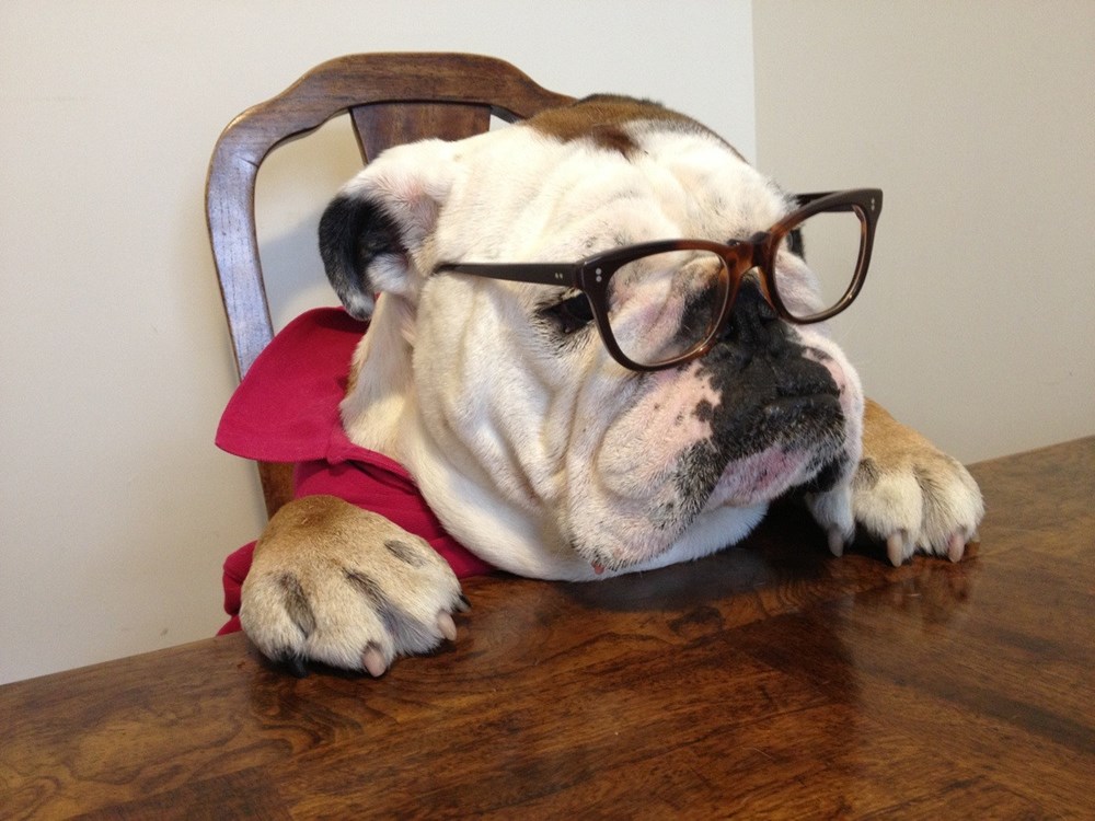 15 Interesting Useless Animal Facts I Can Has Cheezburger? Funny