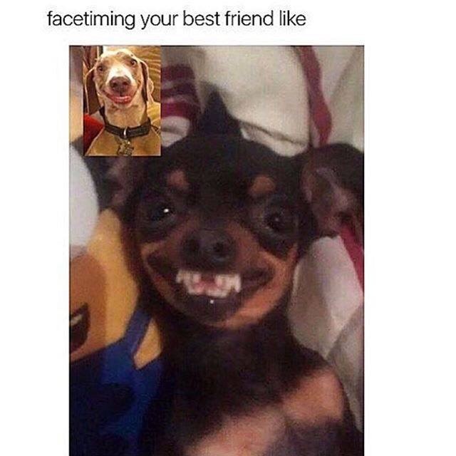 18 Dogs Memes That We Can Relate Too I Can Has