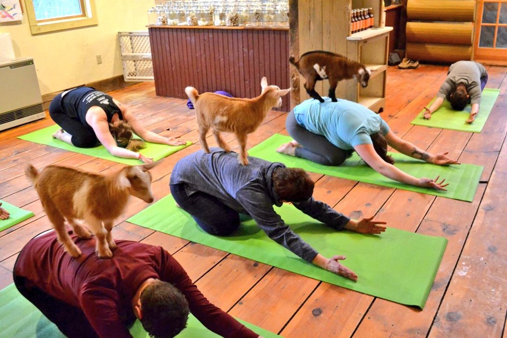 Goat Yoga Is The Latest Fitness Trend I Can Has Cheezburger? Funny