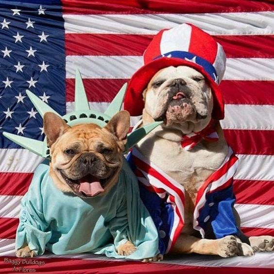 Red, White and Blue Animals for a Perfect 4th Of July (30 Adorable Photos) I Can Has