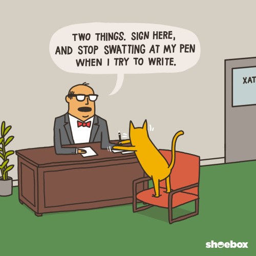 Animals Doing Their Annual Tax Refunds I Can Has Cheezburger? Funny