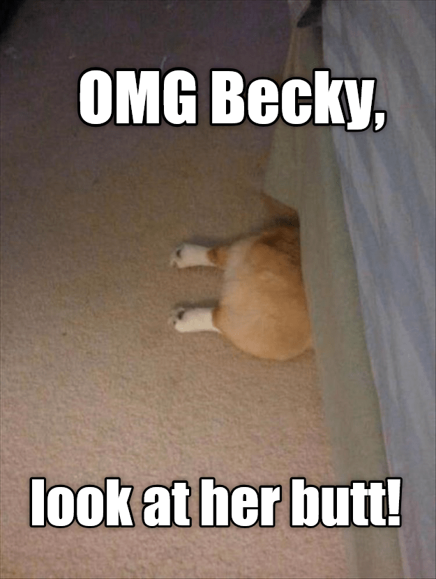 Baby Got Back I Has A Hotdog Dog Pictures Funny pictures of dogs