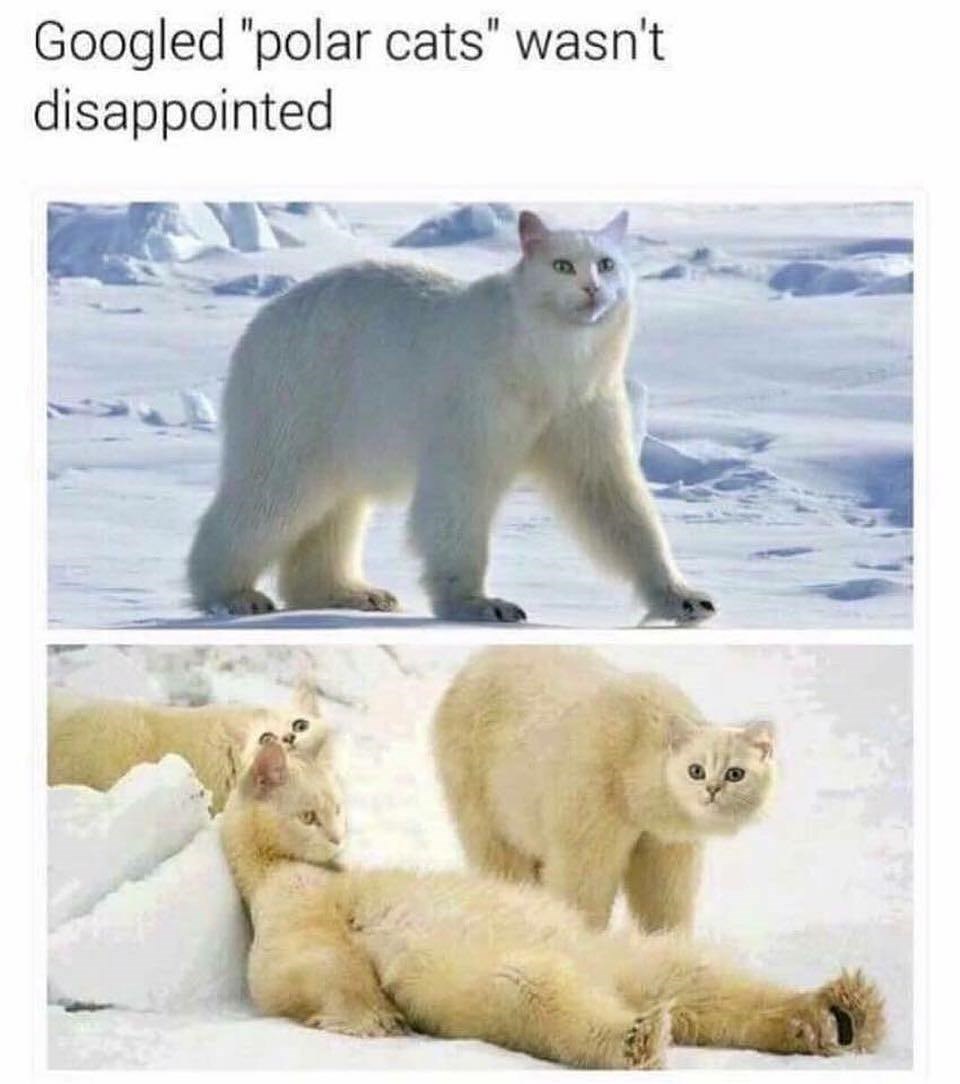 Memebase polar bear All Your Memes Are Belong To Us Funny Memes