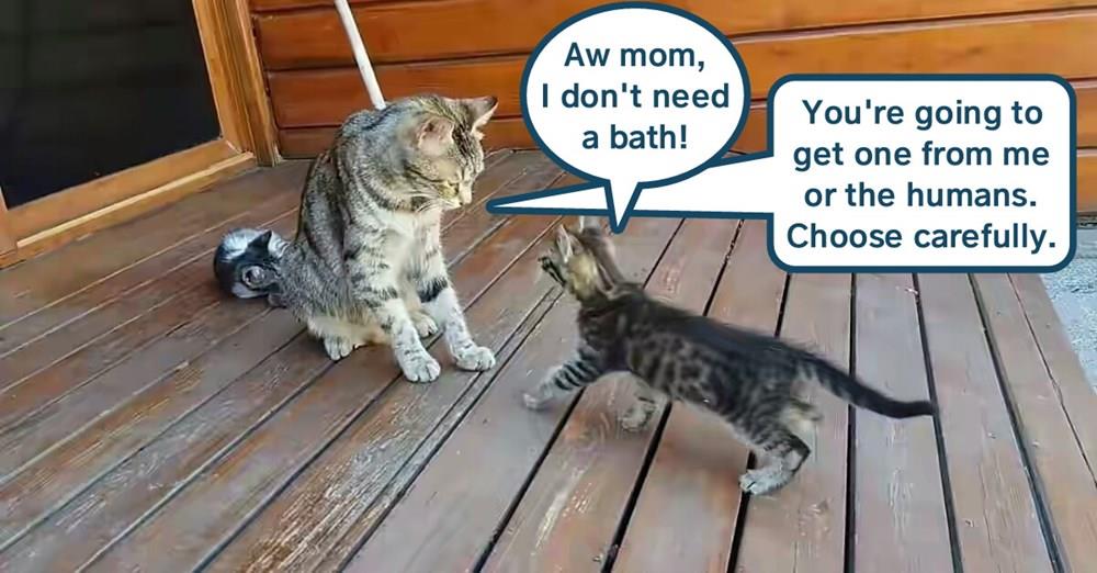 Bath we must Lolcats lol cat memes funny cats funny cat