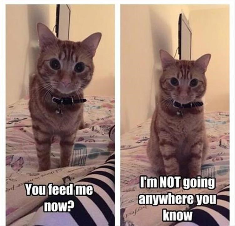 Feed Me I Can Has Cheezburger?