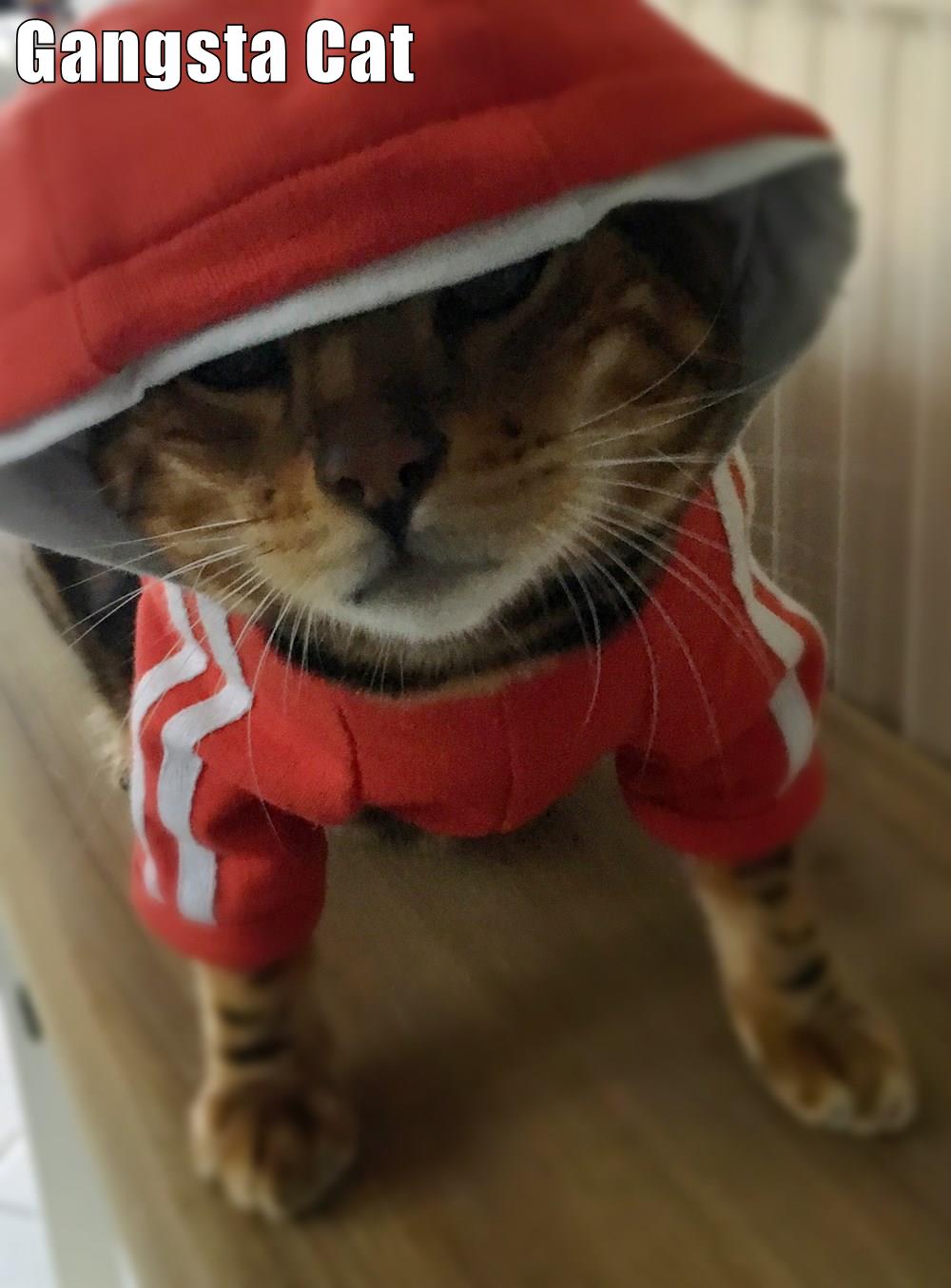 Gangsta Cat Lolcats lol cat memes funny cats funny cat pictures with words on them