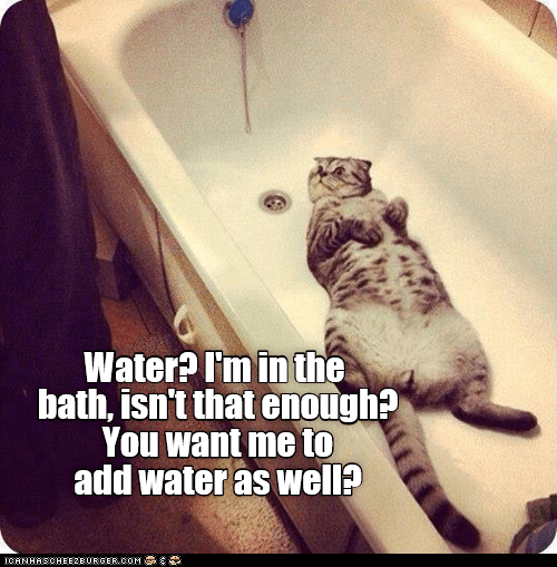 Wet water? Lolcats lol cat memes funny cats funny cat