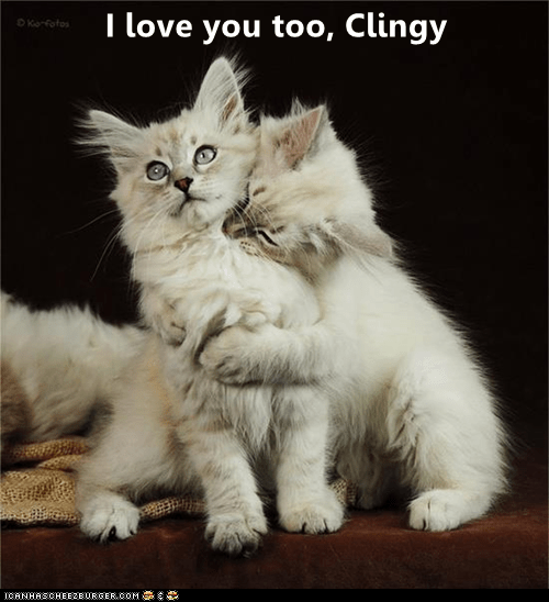 I love you too, Clingy Lolcats lol cat memes funny cats funny