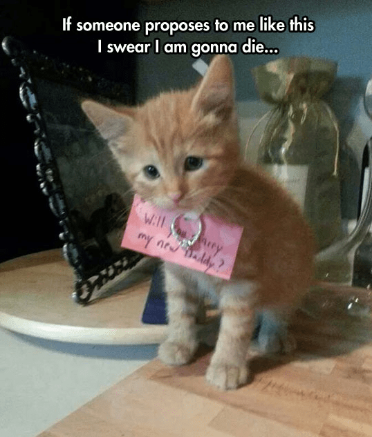 Cutest Proposal In The History Of Marriage I Can Has Cheezburger?