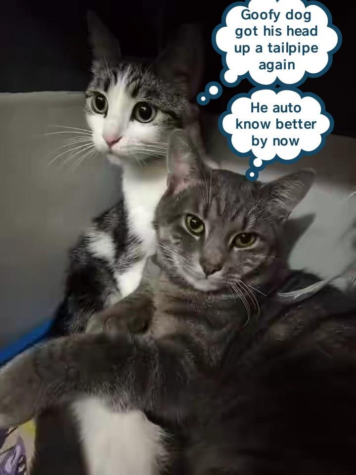 Lolcats Page 195 LOL at Funny Cat Memes Funny cat pictures with