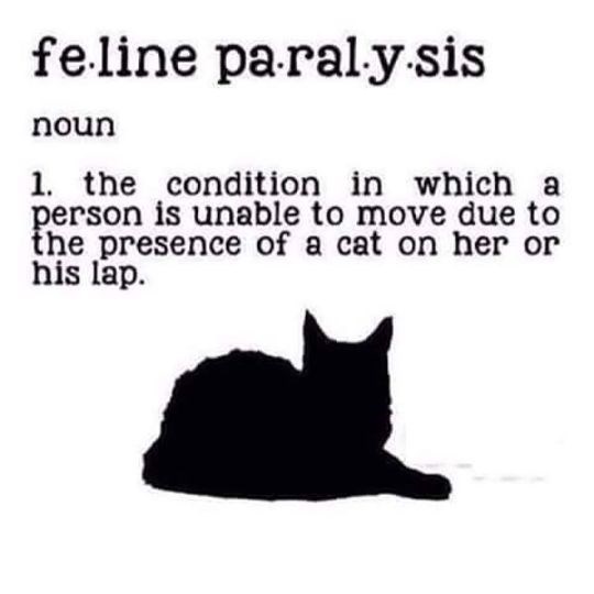 Cat Dictionary I Can Has Cheezburger?