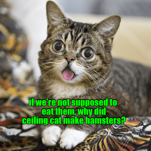 Asking the hard questions Lolcats lol cat memes funny cats