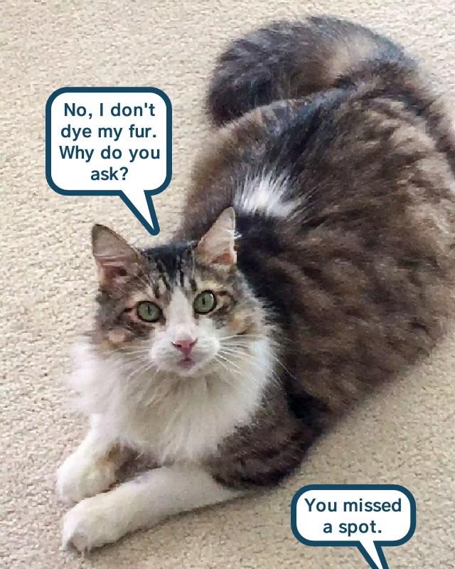 Lolcats Page 100 LOL at Funny Cat Memes Funny cat pictures with