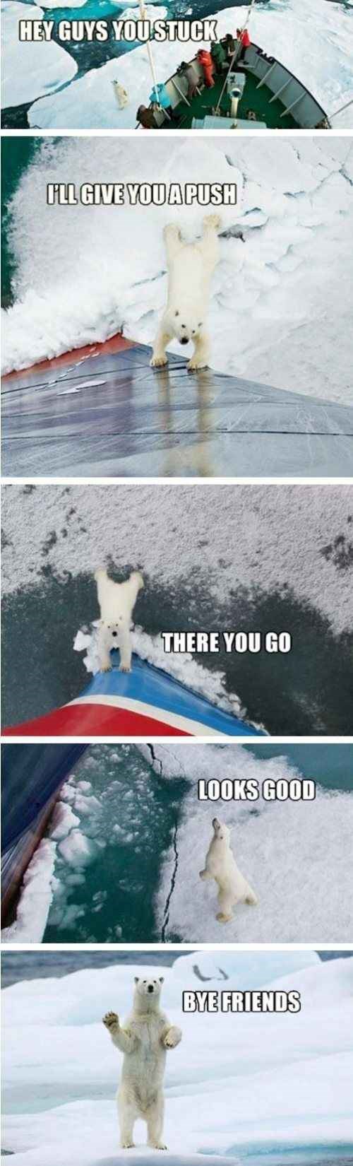 Memebase polar bear All Your Memes In Our Base Funny Memes