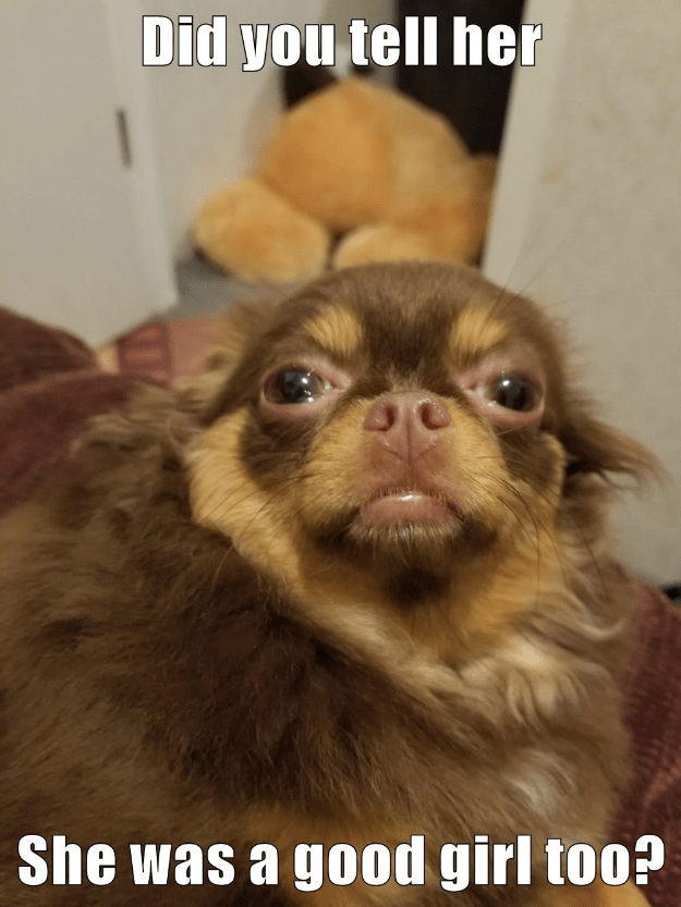 She can smell her on your clothes... I Has A Hotdog Dog Pictures
