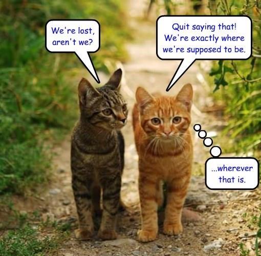 We're lost, aren't we? Lolcats lol cat memes funny cats funny