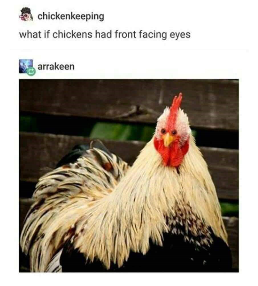 25 Best Memes About Googly Eyes Googly Eyes Memes