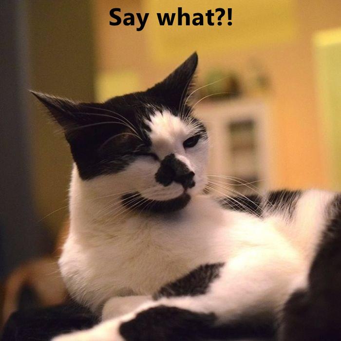 Lolcats Page 46 LOL at Funny Cat Memes Funny cat pictures with