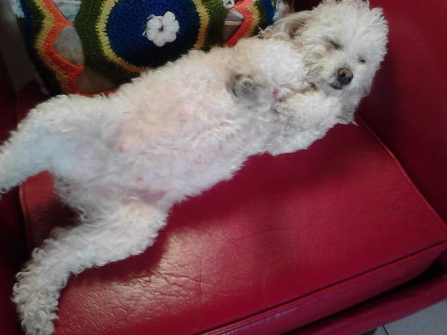 Cachorro De Tacita De Te Animales Mascotas En Colombia Olx