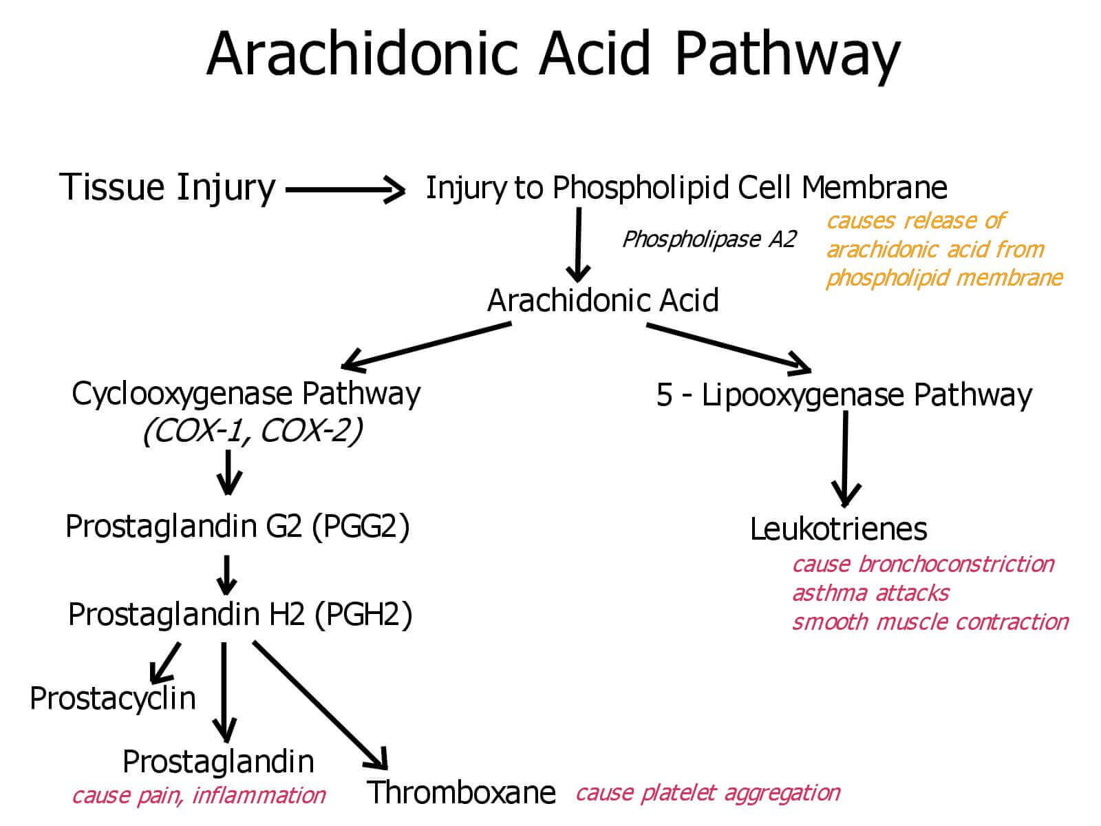 Pain, Arachidonic Acid Pathway