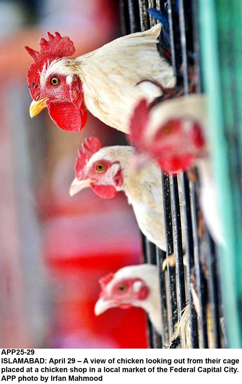 Poultry meat rates shoot up Business