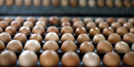 Egg price hits alltime high Newspaper